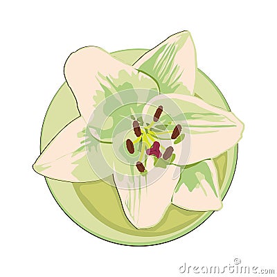 Lily flower Vector Illustration