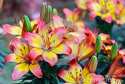 Lily flower in garden at sunny summer or spring day for decoration and agriculture. Lily Lilium hybrids. Stock Photo