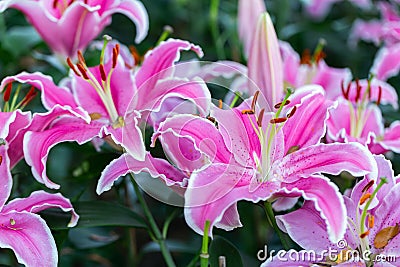 Lily flower in garden at sunny summer or spring day for decoration and agriculture. Lily Lilium hybrids. Stock Photo