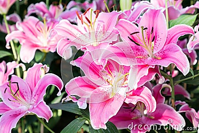 Lily flower and green leaf background in garden at sunny summer or spring day. Lily Lilium hybrids. Stock Photo