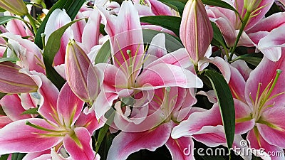 Lily flower Lilium is a genus of herbaceous flowering plants growing from bulbs, all with large prominent flowers. Lilies are a g Stock Photo