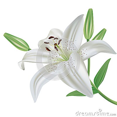 Lily flower isolated on white background Vector Illustration