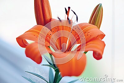 Lily Flower and its buds before opening. Stock Photo