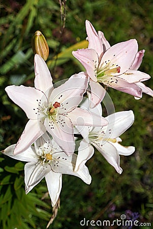 Lily Stock Photo