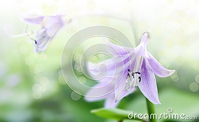 Lily flower LÃ­lium in a field on a clear summer day. The sun`s rays and glare penetrate the foliage. Light airy atmosphere Stock Photo