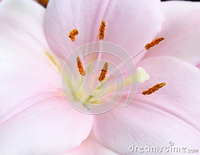 Lily flower macro abstract Stock Photo