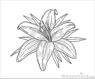 Lily flower monochrome vector illustration. Beautiful tiger lilly isolated on white background. Element for design of greeting car Vector Illustration