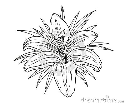 Lily flower monochrome vector illustration. Beautiful tiger lilly isolated on white background. Element for design Vector Illustration