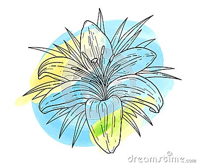 Lily flower monochrome vector illustration and watercolor blots. Beautiful tiger lilly isolated on white background Vector Illustration