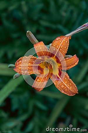 Lily flower with rain drops. Desktop wallpaper. raindrops. lily. Close-up of a lily flower with raindrops on the Stock Photo