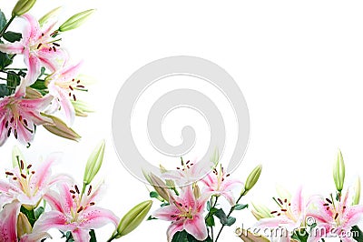 Lily flowers composition frame Stock Photo