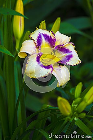 lily flowers. lilies. flowers spring Stock Photo