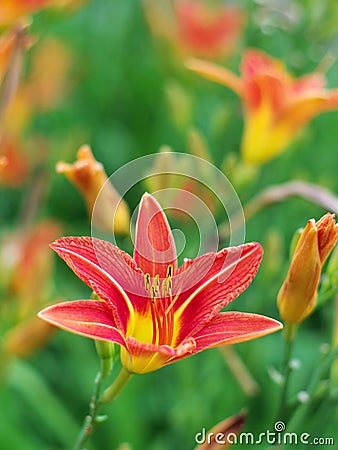 Lily flowers in shallow focus in a sea of green (I) Stock Photo