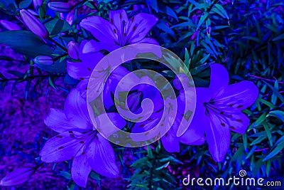 Lily flowers. Trendy for decoration design. Abstract modern pattern. Modern design. Stock Photo