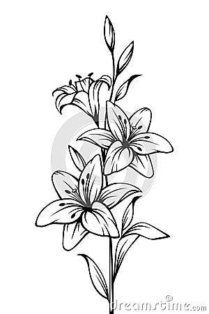 Lily flowers. Vector black and white contour drawing. Vector Illustration