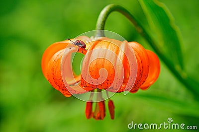 Lily leaf beetle on a Carniolan lily Stock Photo