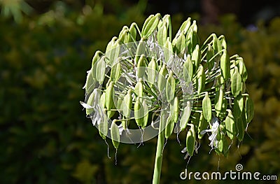 Lily of the Nile Agapanthus flowers turned into seed pods. Stock Photo