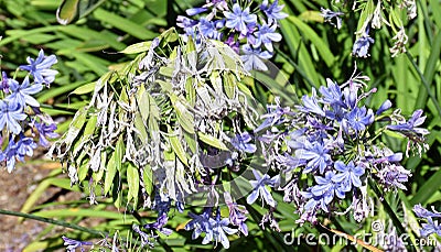 Lily of the Nile Agapanthus flowers turned into seed pods. Stock Photo