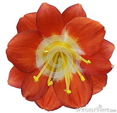 Lily orange flower, isolated with clipping path, on a white background. yellow pistils, stamens. Yellow center. for design. Stock Photo