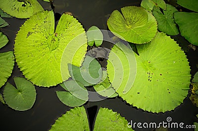 Lily pads Stock Photo