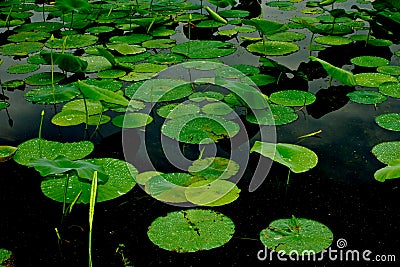 Lily Pads Stock Photo