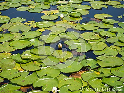 Lily Pads Stock Photo