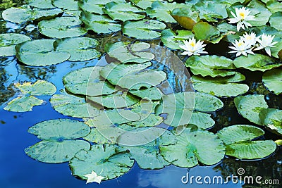 Lily Pads on Blue Reflections Stock Photo