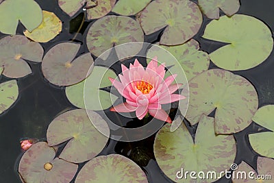 Lily pads and flower Stock Photo