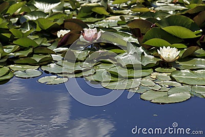 Lily pads in a pond Stock Photo