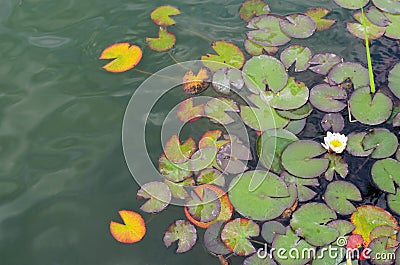 Lily pads on the water Stock Photo