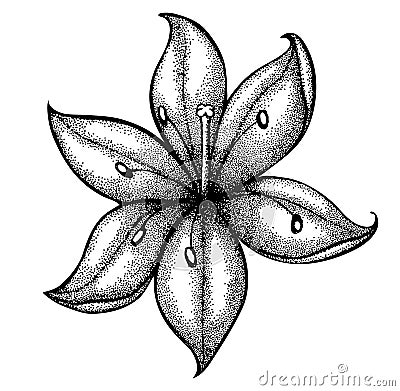 Lily painted in graphic style points and lines. A great figure for a tattoo Vector Illustration