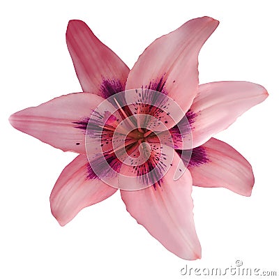 Lily pink-red flower isolated with clipping path, on a white background. beautiful lily for design. Closeup. Stock Photo