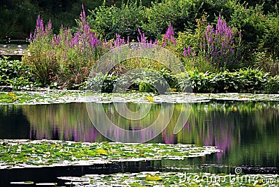 A Lily Pond !!! Stock Photo