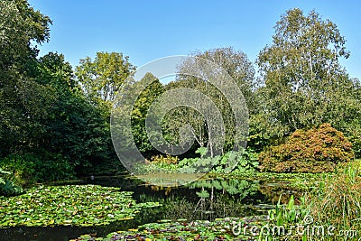 Waters of the lake surrounded by marginal water plants Stock Photo