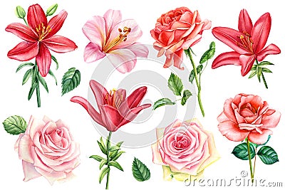 Lily and roses, flowers on isolated white background, watercolor drawing, botanical painting Cartoon Illustration