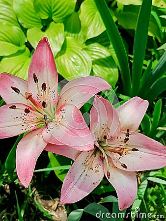 Lily is a royal flower with a rich history. Stock Photo