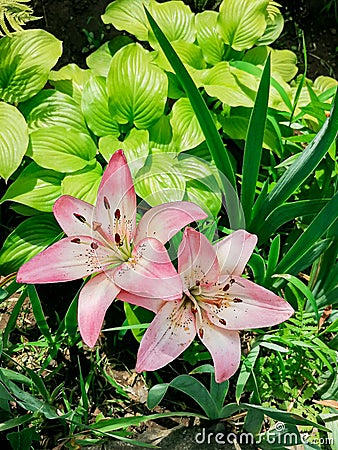 Lily is a royal flower with a rich history. Stock Photo