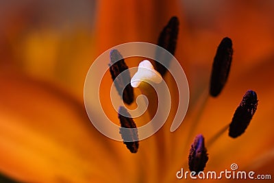 Lily stamen Stock Photo