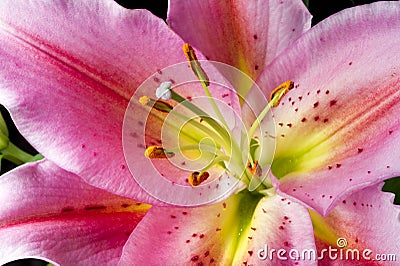 Pink lily flower Stock Photo