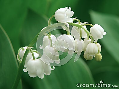 Lily of the valley Stock Photo