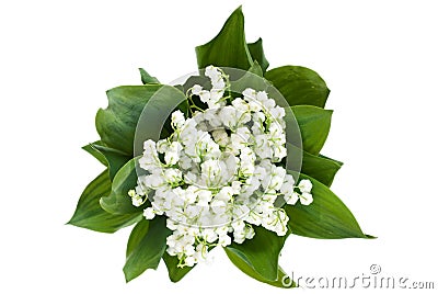 Lily of the valley Stock Photo