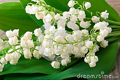 Lily-of-the-valley Stock Photo