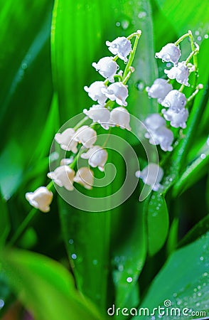 Lily of the valley Stock Photo