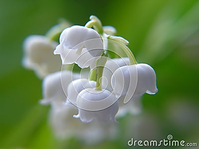 Lily of the valley Stock Photo