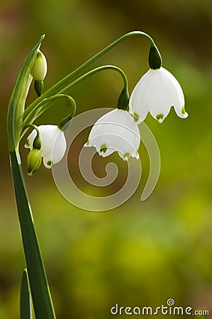 Lily of the Valley Stock Photo