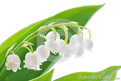 Lily of the valley Stock Photo