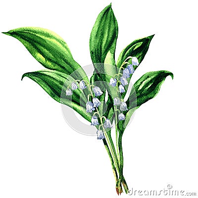 Lily of the valley, bouquet of spring flowers, isolated, , watercolor illustration on white Cartoon Illustration