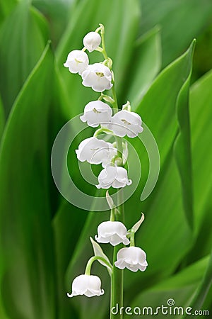 Lily of the valley Stock Photo