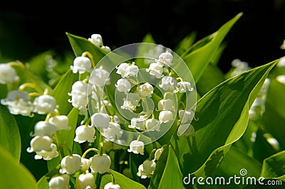 Lily of the valley Convallaria majalis Stock Photo