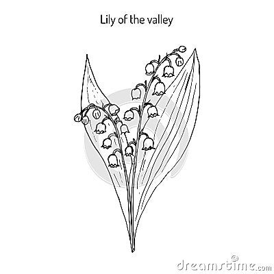 Lily of the valley Convallaria majalis . Vector Illustration